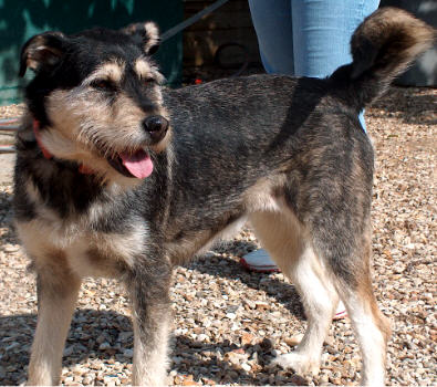 91 - RAINA, croisée Husky-griffon, 18 mois 06083109130595093