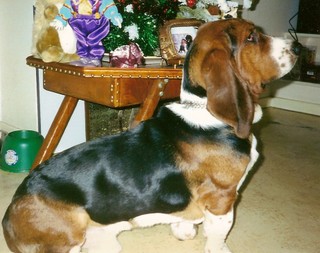 OSCAR, Basset hound de 8 ans !! AVANT le 8 octobre !!! 060925050437122742