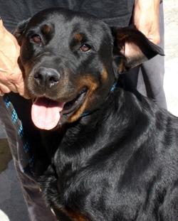 M)  CRISTAL femelle ROTTWEILER 2 ans 061001022642130831