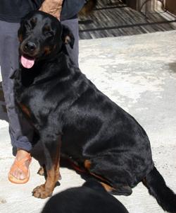 M)  CRISTAL femelle ROTTWEILER 2 ans 061001022702130832