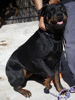 M)  LOLA femelle ROTTWEILER 2 ans 061001023129130835