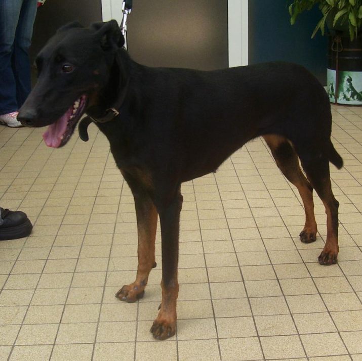 62   x DOBERMANN FEMELLE  d'environ 1 an et demi 2 ans 061004111730136955