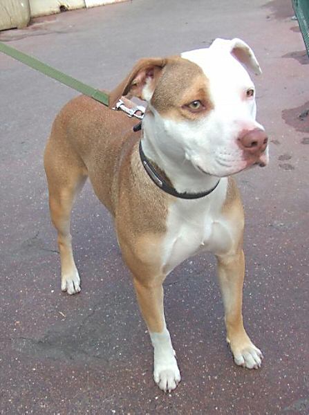 AVANT EUTHANASIE fem pit bull red nose de 14 mois CH-Belg 061018085628160013