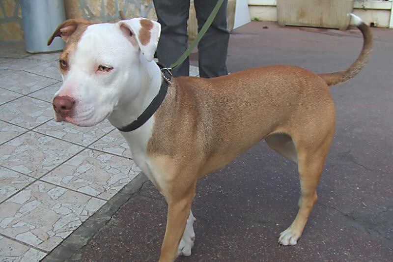 AVANT EUTHANASIE fem pit bull red nose de 14 mois CH-Belg 061018085825160019