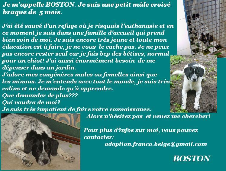 B)  BOSTON  croisé BRAQUE chiot de 3 mois 061029071434180703