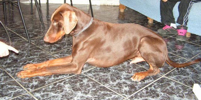 CHUCKY mâle DOBERMANN  BRUN 2 1/2 an en Suisse 061113035352208412