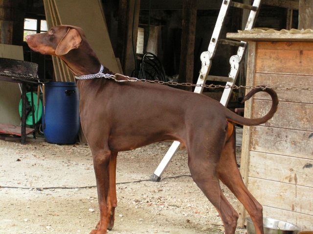 CHUCKY mâle DOBERMANN  BRUN 2 1/2 an en Suisse 061113035441208414