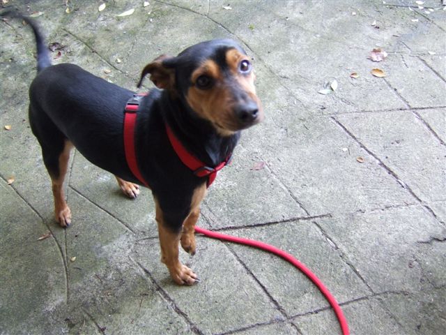 Un pinscher moyen a adopter / très urgent pour lui 070103104617270168