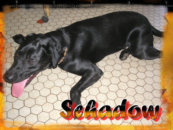 64 ET LIMITROPHES - SHADOW mâle LABRADOR  2 1/2 an 070125120853297251