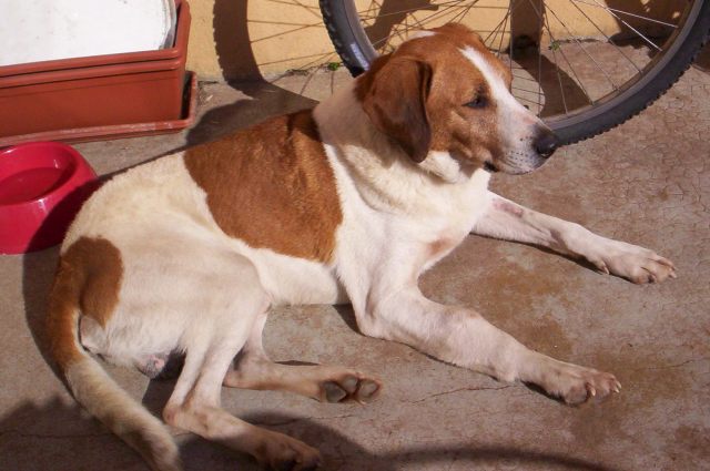 VAR -  chien_sauvé_in_extremis FA ou adoptant URGENT!! 070209124820318276