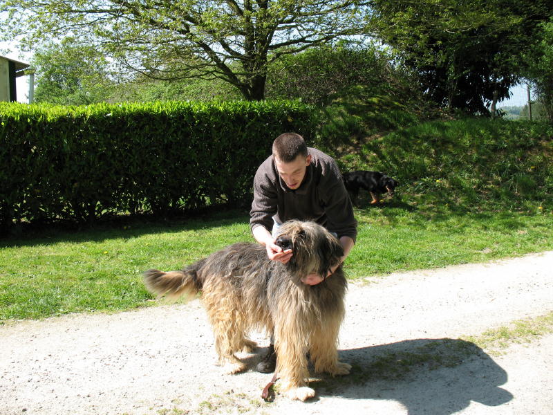 56 - Benjy - x Briard adopté il y a 1 an 0704200740581618496325