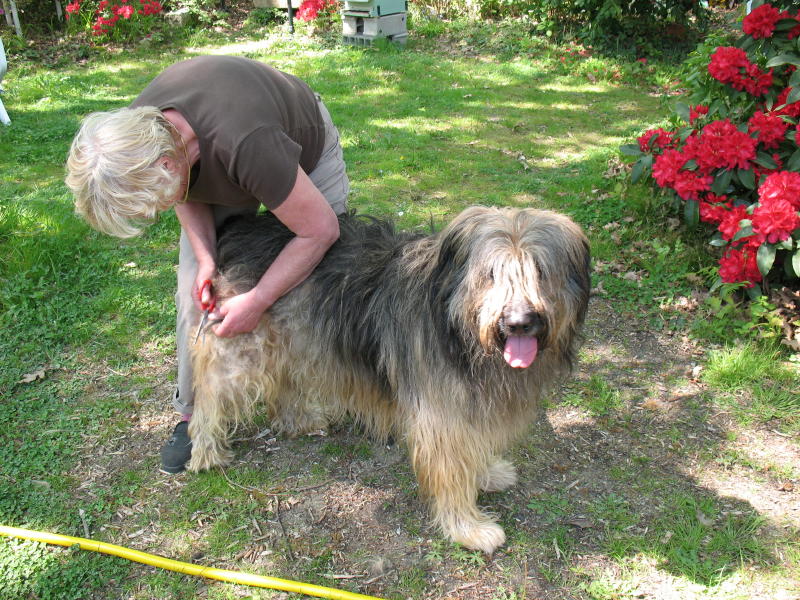 56 - Benjy - x Briard adopté il y a 1 an 0704200746391618496340