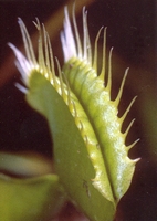 dionaea muscipula 0704250916576504509646