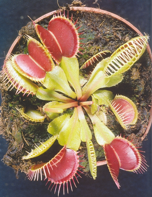 dionaea muscipula 0704250917076504509647