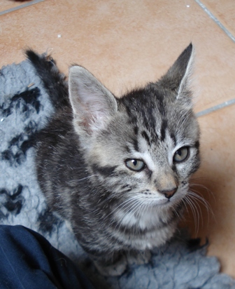 Picsy chaton (M) black silver tabby pas comme les autres -59 0706240150093697750617