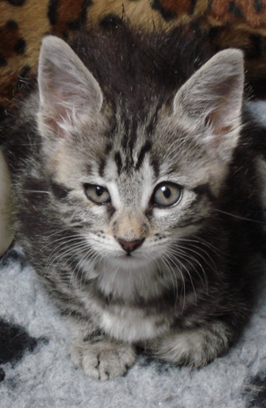 Picsy chaton (M) black silver tabby pas comme les autres -59 0706240150373697750622