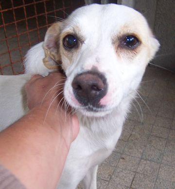 Tornade, femelle, x jack russel, 2 ans 0706271225461618765875