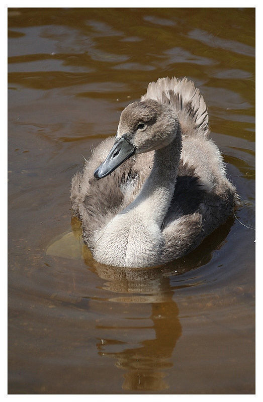 les bébés cygnes sont nés !!! (+MAJ) 070628114832776669