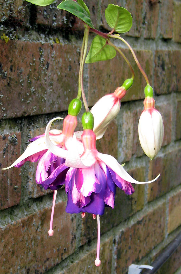 Fuchsias 2007 0707010607359673789700