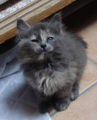 chatons en accueil  adopter d'ici 1 mois (aprs le 15 aot 0707110807573697842073