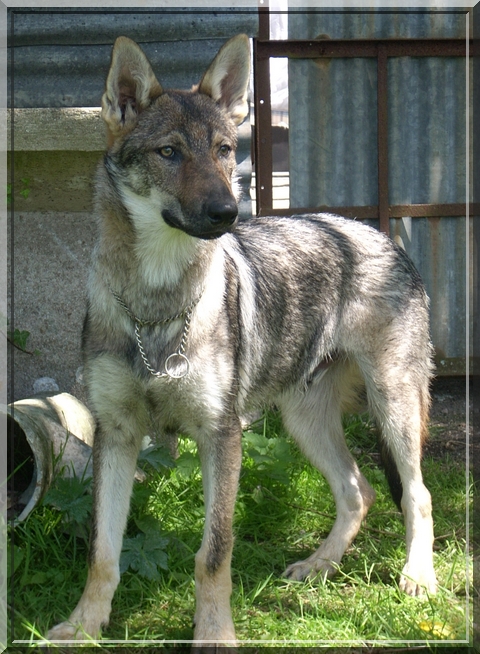 loup - Chien-Loup Tchécoslovaque - Page 4 070809011953980967