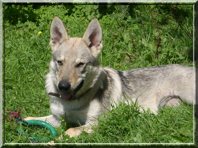 loup - Chien-Loup Tchécoslovaque - Page 4 070809012300980990