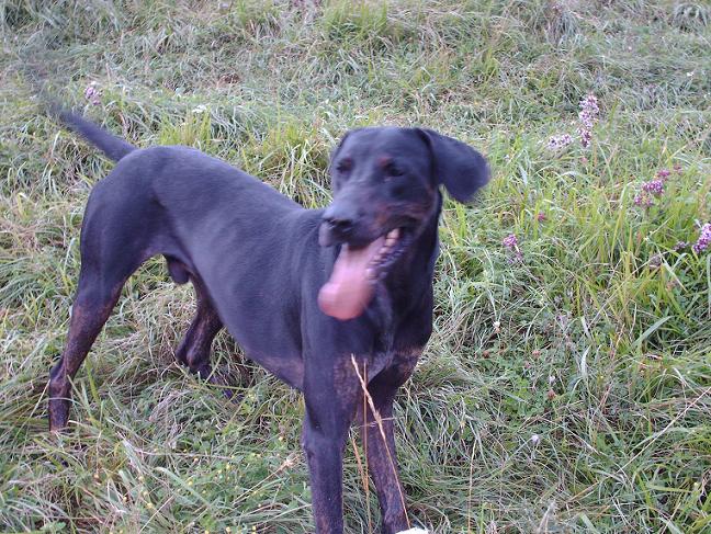 Urgent - CHICO -  x  braque 7  ans  (5 ans de refuge)  Spa d'Evreux (27) 070810075827988161