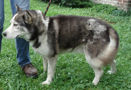 SOS NOE mâle HUSKY 10 ans en grande urgence SPA DOUAI 59 0708121203443697995977