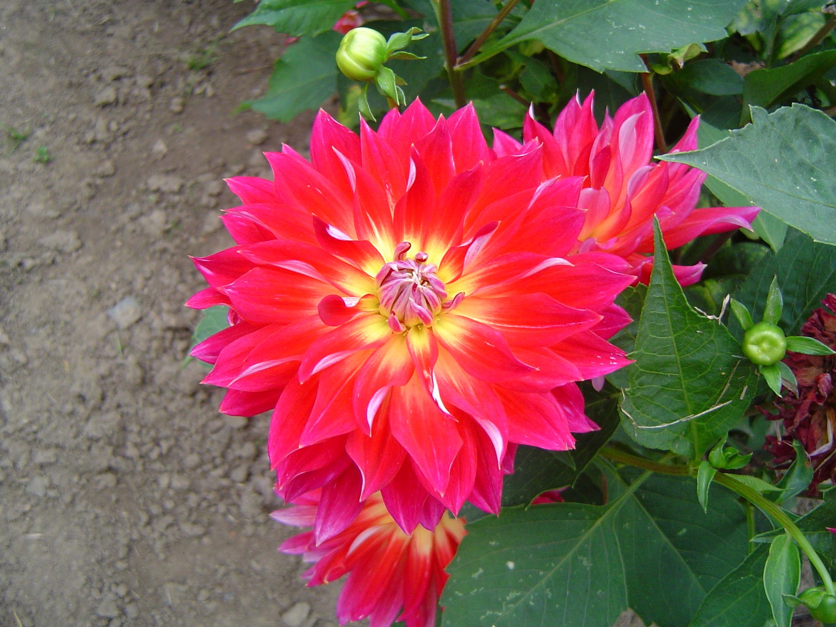 Dahlias au Château d'Enghien - Belgique 0709080920011182397