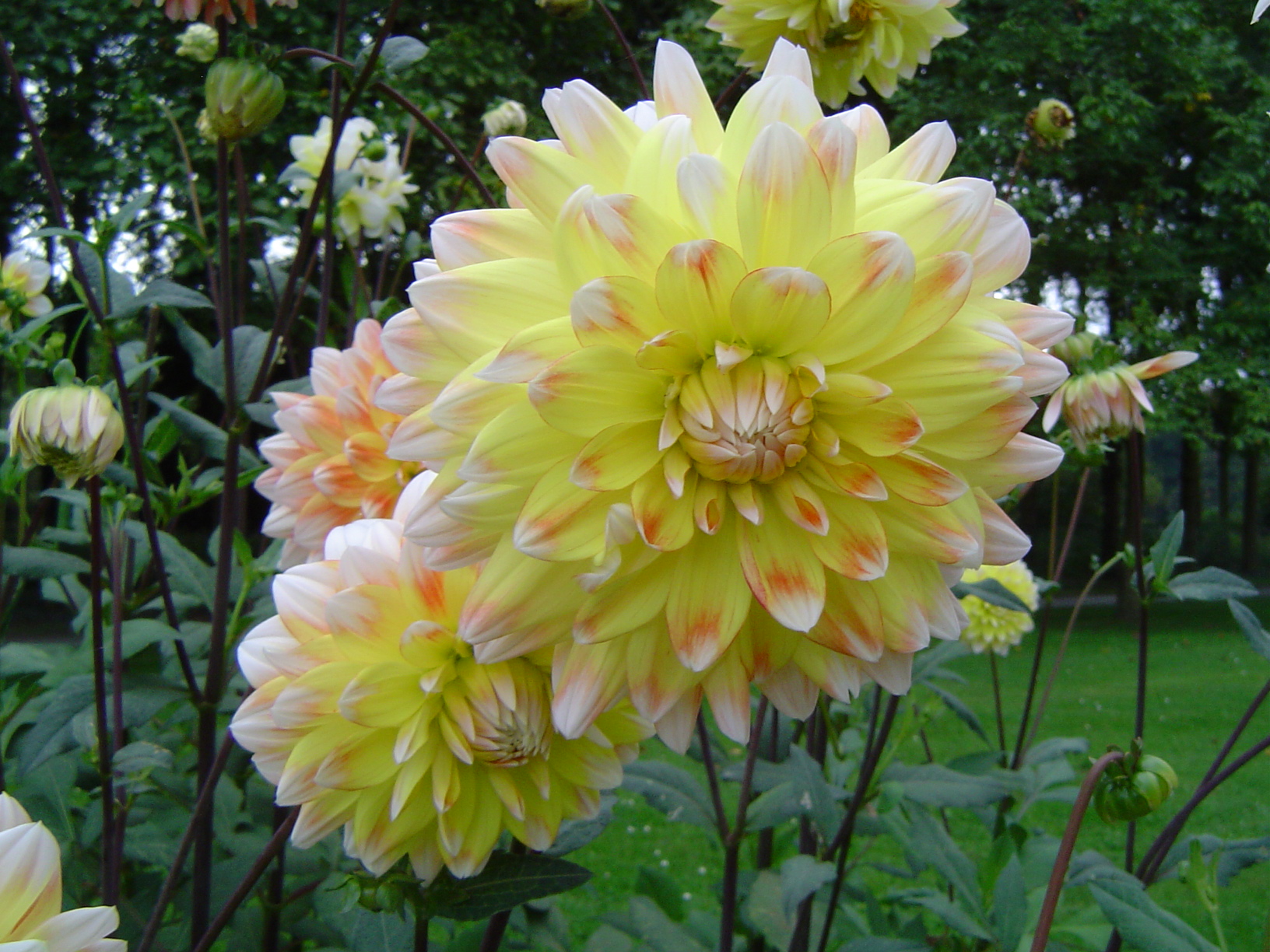 Dahlias au Château d'Enghien - Belgique 0709080921271182404