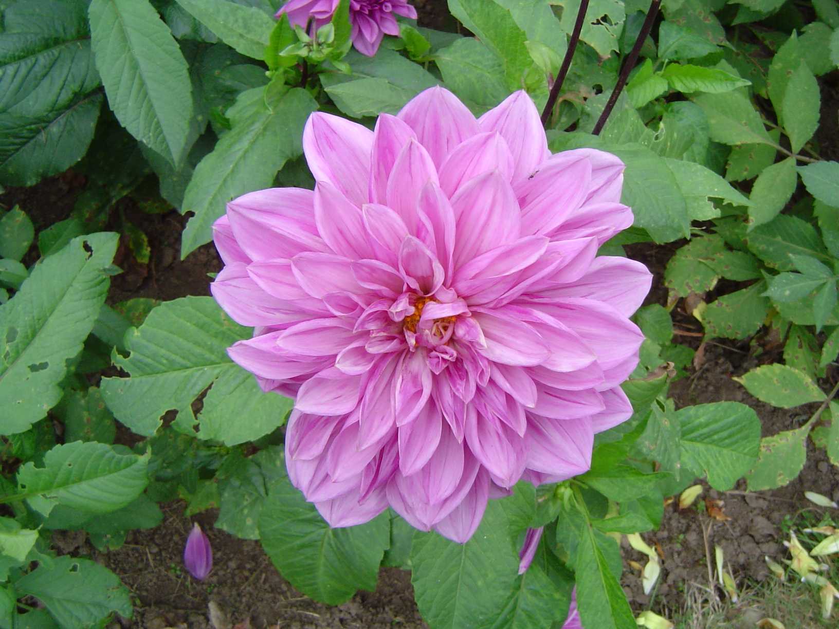 Dahlias au Château d'Enghien - Belgique 0709080922551182414