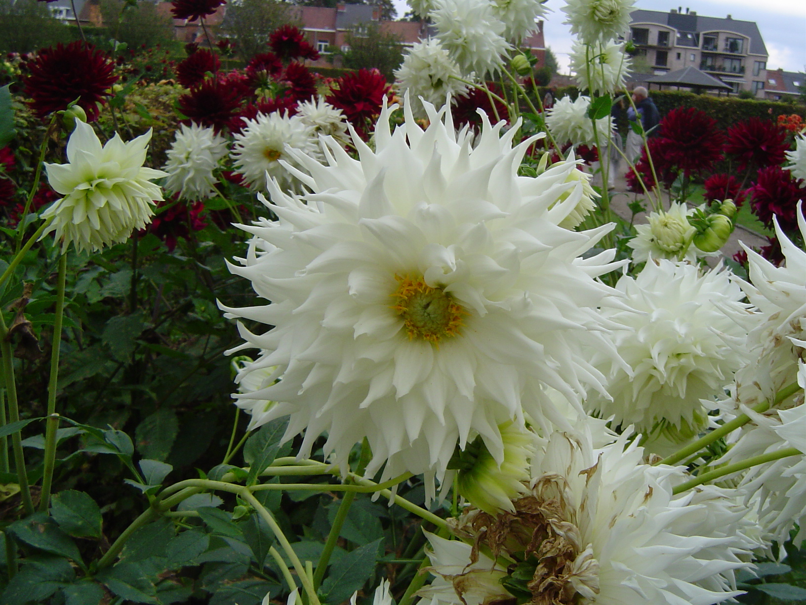 Dahlias au Château d'Enghien - Belgique 0709080925271182438