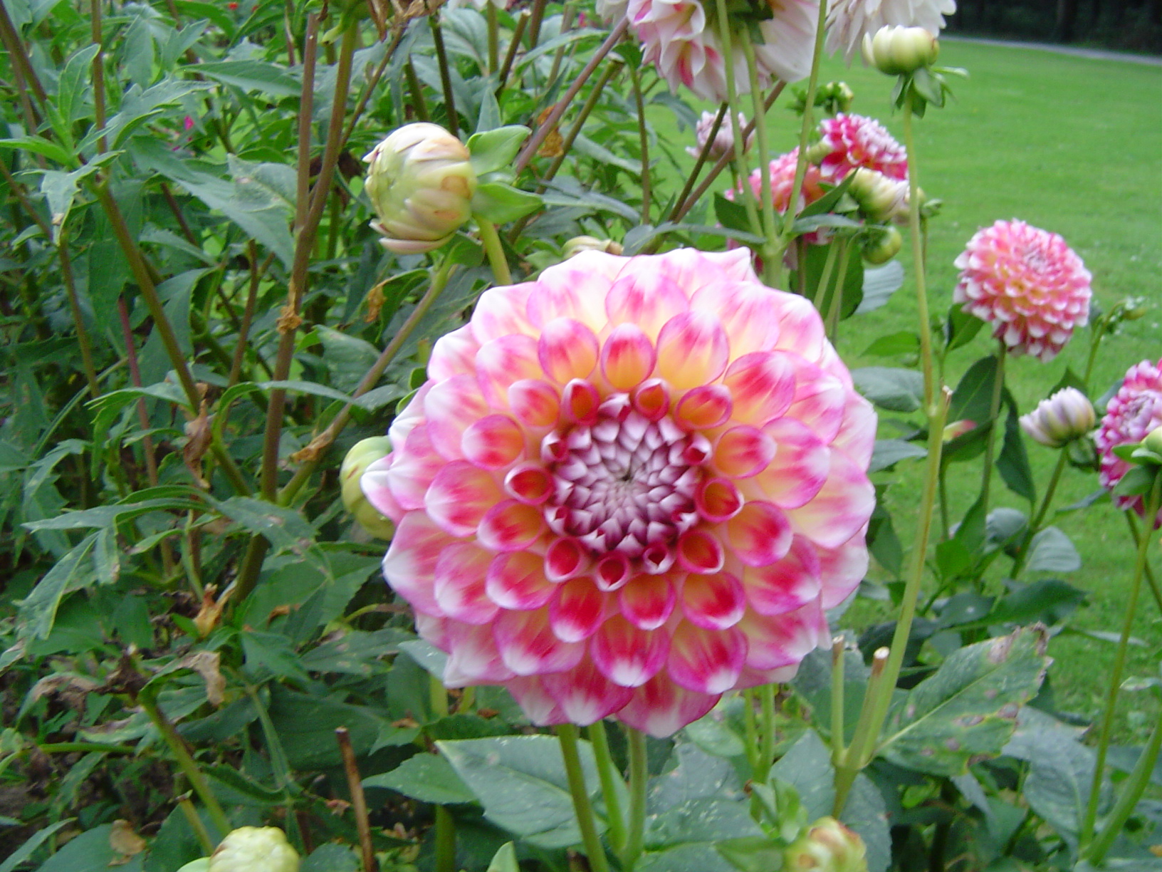 Dahlias au Château d'Enghien - Belgique 0709080930031182474