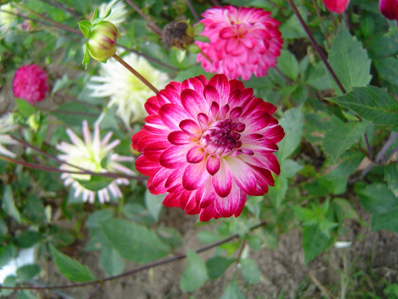 Dahlias au Château d'Enghien - Belgique 0709080933591182507