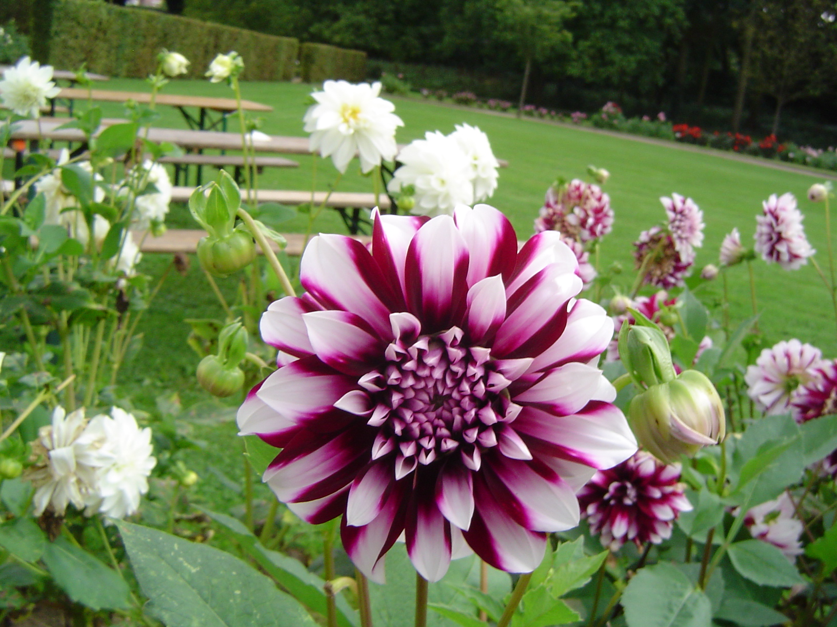 Dahlias au Château d'Enghien - Belgique 0709080935561182524