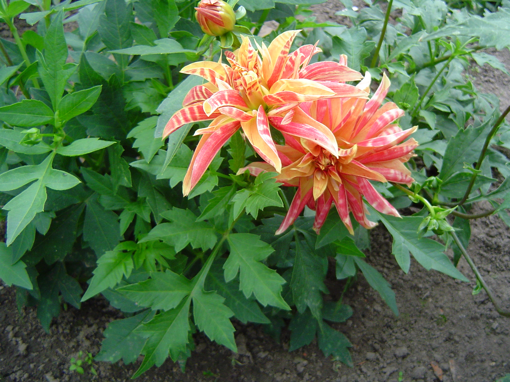 Dahlias au Château d'Enghien - Belgique 0709080938281182546