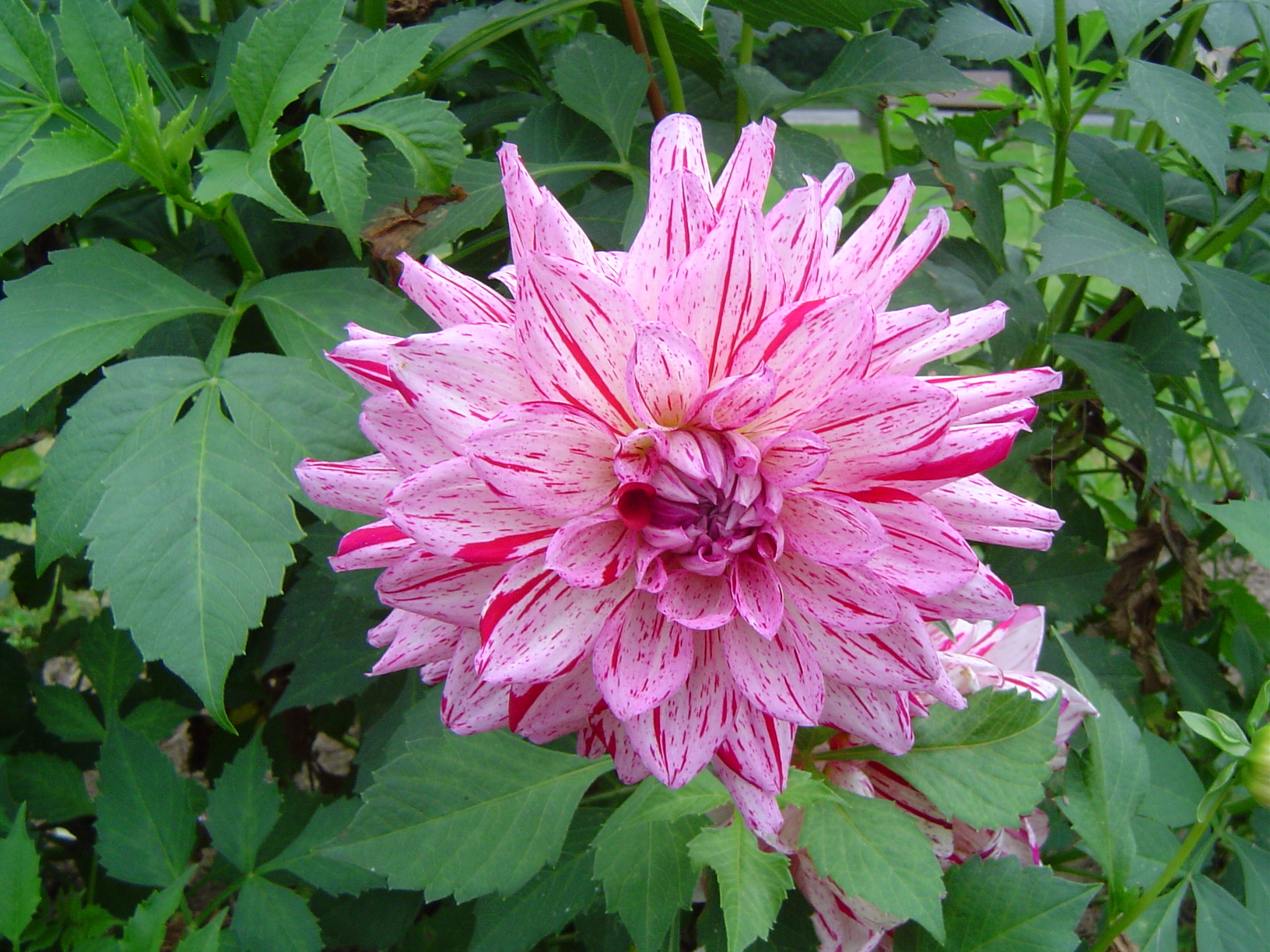 Dahlias au Château d'Enghien - Belgique 0709080941101182557