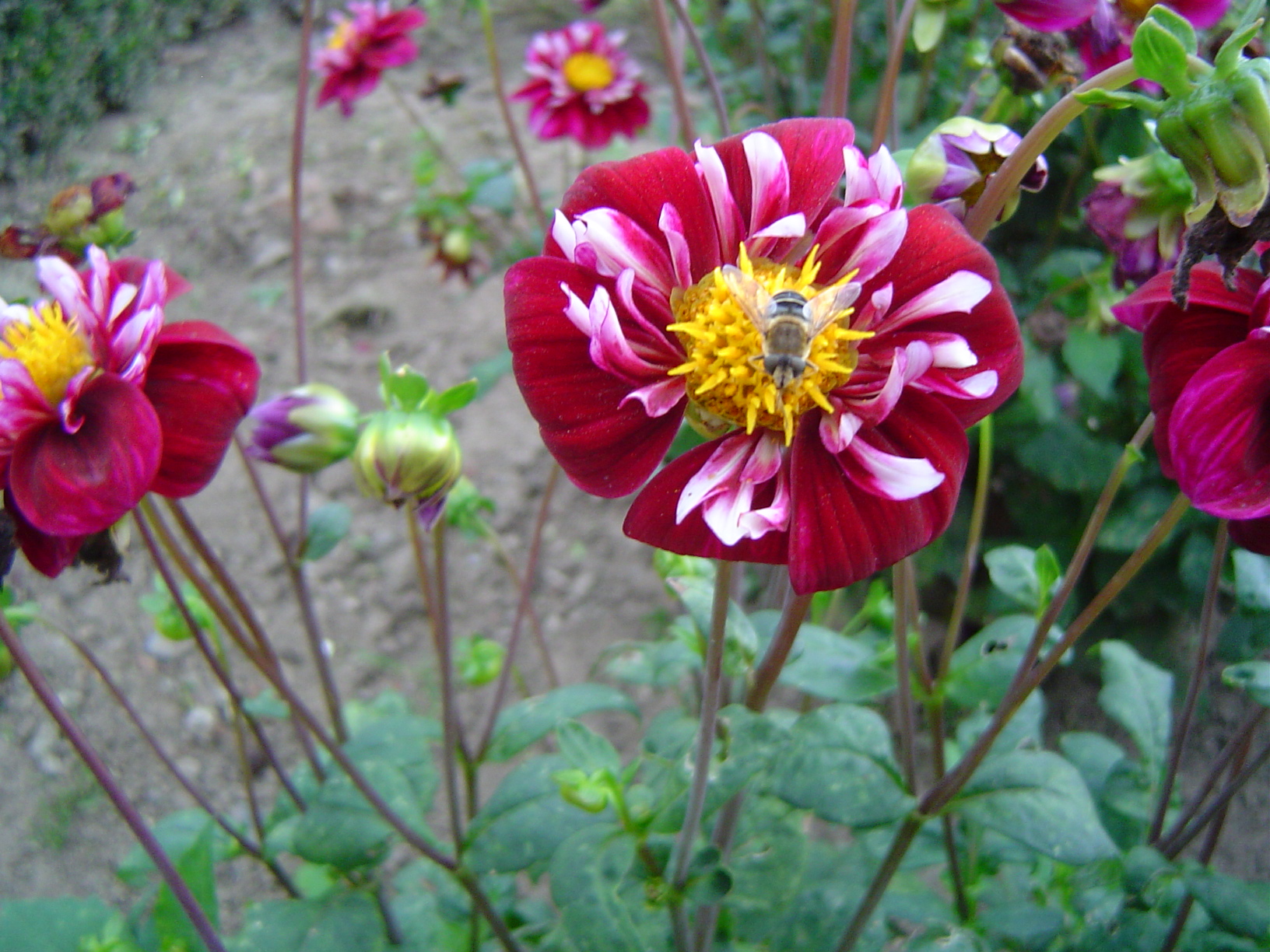 Dahlias au Château d'Enghien - Belgique 0709080943571182578