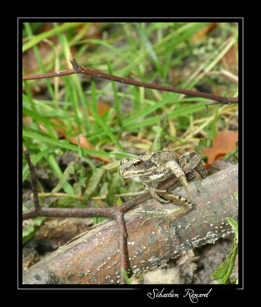 la faune, la flores et les insectes des beaux mont a compieg 0709090512411193030