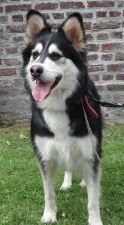 BOREALE femelle x husky 18 mois SPA DOUAI 59 07091608161536971245450