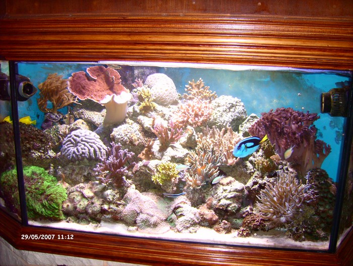 Mon aquarium d'eau de mer ! 0709181015571255768