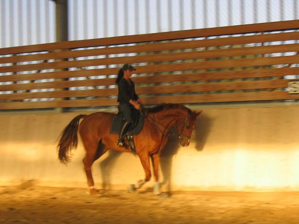 VIP 1 - Prsentation nouveaux forumeurs et leurs chevaux - Page 9 0710150525141324542