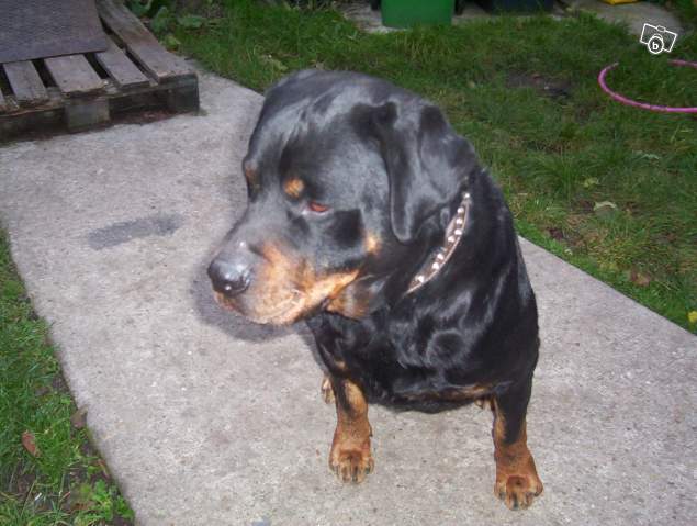 trouvé rottweiler mâle (Villeparisis) 071115102630138911417091