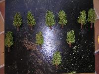 [Tutorial] Des arbres pour vraiment pas cher Mini_070416102804485519