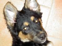 allemand - Bouba, beauceron x berger allemand 2ans Mini_061126085805225310