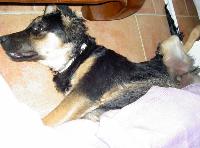 Bouba, beauceron x berger allemand 2ans Mini_061126090003225311