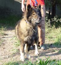 Male berger allemand crois malamute env.5ans URGENT!!!! Mini_061127043027226327