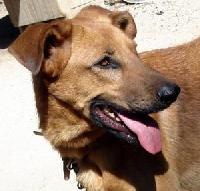 Caramel, male crois berger allemand de 2ans magnifique!!!! Mini_061127045812226353