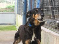 Prince beauceron 10ans Mini_061127091222226657