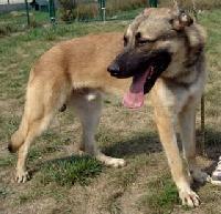 allemand - YOUGI male crois berger allemand 2ans Mini_061127101101226729